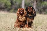 KING CHARLES SPANIEL 160